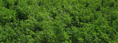 La alfalfa es una de las mejores especies forrajeras para el ganado bovino, ovino, caprino y equino.