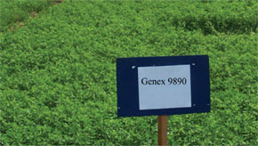 Genex 9890 es una de las variedades de alfalfa que ha mostrado mejor comportamiento en Sinaloa.