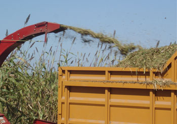 Picado de forraje de sorgo.