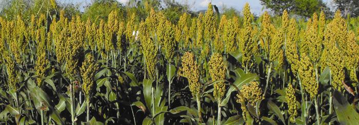 Se cosechan hasta 4 toneladas por hectárea de sorgo en temporal.