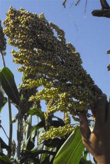 Fundación Produce Sinaloa, A.C. apoyó el proyecto 'Validación de la práctica de entarquinamiento, para conservación de la humedad del suelo en sorgo de temporal, en Culiacán, Sinaloa'.