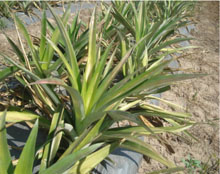 Las plantas están sembradas en camas a doble hilera. Se proponen densidades de más de 45,000 plantas por hectárea.