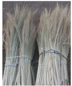 Fibra de sorgo escobero.