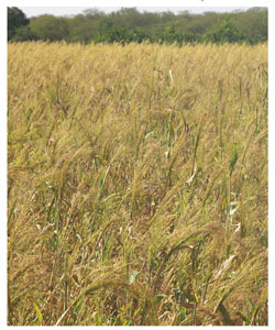 Lote de sorgo escobero listo para cosecha.