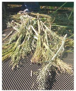 Cosechadora mecánica de sorgo escobero.