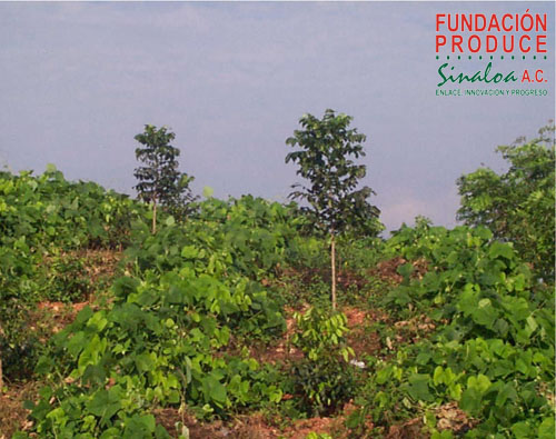 Cultivo en callejones con árboles nativos multipropósito. Un sistema de producción sostenible para suelos de ladera en el sur de Sinaloa.