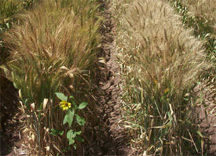 Aspectos agronómicos de colaboración de la espiga de las variedades Torocahui S-2004 (izquierdo) y Rajaram F-2004(derecha).