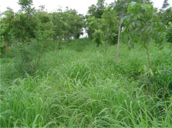 El manejo agroforestal integral permite a los productores incrementar el rendimiento de forraje en temporal.
