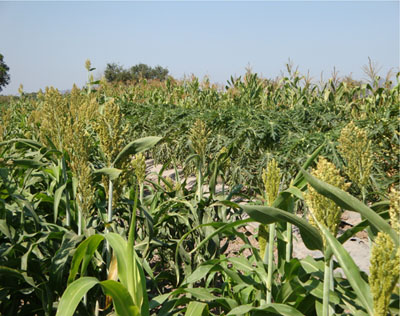 Barreras de sorgo en un cultivo de papaya en el sur de Sinaloa.