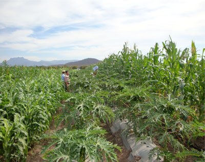Barreras de maíz y sorgo en un cultivo de papaya en el sur de Sinaloa.