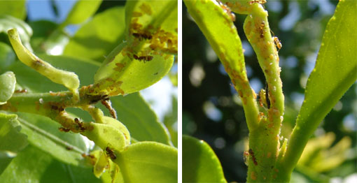 D. Citri provoca daños severos en los puntos de crecimiento de las plantas.
