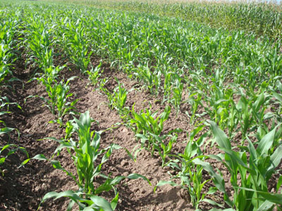 Figura 2. Lote afectado por fusariosis en la comunidad El Serrano. 