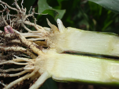 Figura 3. Corte transversal de una planta de maíz afectada por Fusarium; observe la necrosis en el sitio donde se origina la raíz primaria y la coloración café a nivel de los internodos en el tallo. 