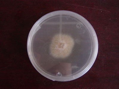 Figura 4. Aislado de Fusarium obtenido de maíz. 