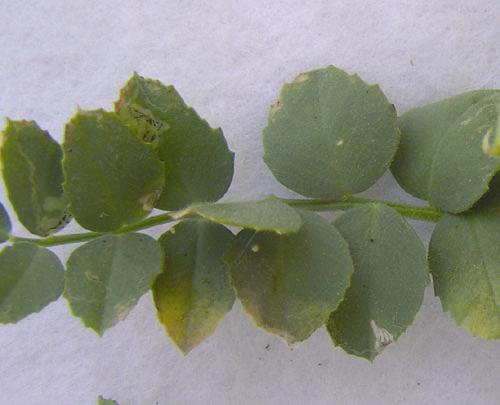 Daño por mildiu en el haz de una hoja de garbanzo.