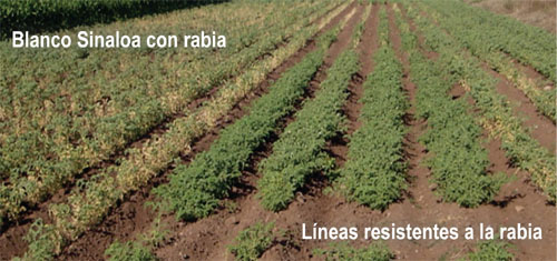 Parcela donde se valida garbanzo emergido de semilla certificada y tratada con fungicidas y de semilla obtenida de lotes que presentaron rabia.