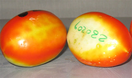 Híbridos de tomate saladette utilizados en la investigación.