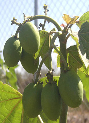 Fruto de Jatropha curcas.