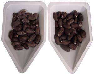Semillas de Jatropha curcas.