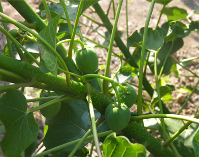 Frutos tiernos de jatropha.