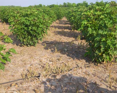 Plantación de jatropha con riego por goteo.
