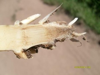 Planta de maíz dañada presuntivamente por Fusarium sp.