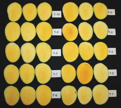 Color interno en frutos de mango Kent tratados en precosecha con fitrorreguladores y sales minerales.