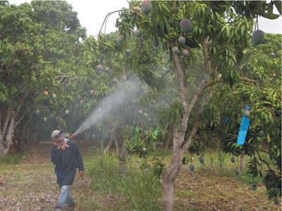 Aplicación de fitorreguladores y sales minerales en huerta de mango.
