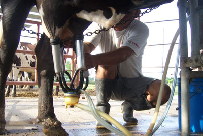La mastitis puede generar pérdidas de 750 litros de leche por vaca, al año.