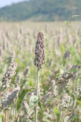 Con el método de entarquinamiento se espera una producción de 2.5 toneladas por hectárea.