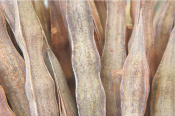 El cultivo intensivo de Moringa oleifera posee alto contenido proteico.