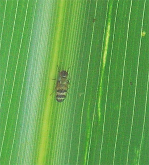 Adulto de mosca del estigma.