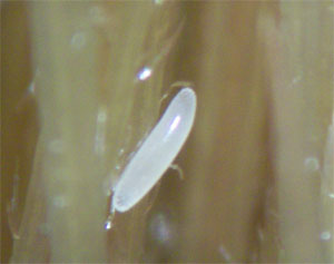 Huevecillo de la mosca del estigma.
