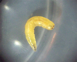 Larva de la mosca del estigma.