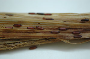 Pupas de mosca del estigma.