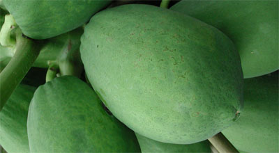Inicio de puntos aceitosos en fruta.