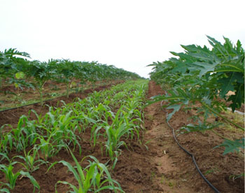 Promueven el uso de barreras vivas en papaya.
