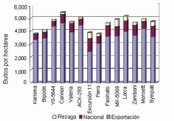 Figura 1. Rendimiento en calidad de exportación, nacional y rezaga en cultivo de chile bell en casa sombra en el Valle de Culiacán.