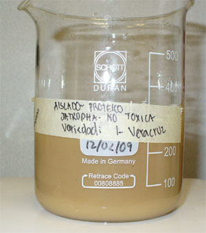 Extracción de proteínas de semilla de Jatropha curcas no tóxica