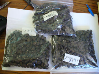 Muestra de semillas de Jatropha curcas no tóxicas, cosechadas en CIIDIR-Sinaloa