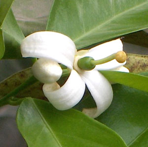 Inicio de crecimiento del ovario (fruto).