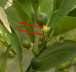 Fruto en sus primeras etapas de desarrollo. Las flechas indican el lugar de desprendimiento de fruto pequeño.