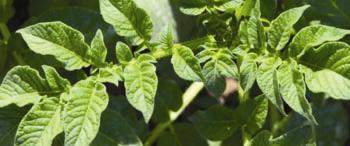 Variedad de papa Snowen.