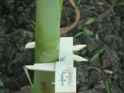 Toma de datos del grosor del tallo de una planta de maíz. 