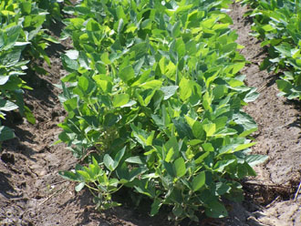 Se espera que con la nueva variedad de soya se cosechen 2.5 toneladas por hectárea.