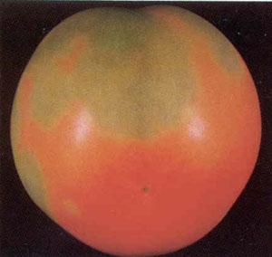 Deficiencia de potasio en tomate.
