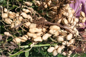 Con la adopción de variedades de cacahuate que presenten rendimientos igual o mayores de 1.8 toneladas por hectárea y tamaño de vaina de 4 a 4.5 centímetros la rentabilidad del cultivo se incrementará.