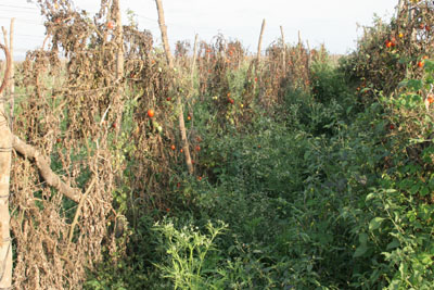 Las socas de tomate son un hospedero de la mosquita blanca.