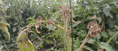 Síntomas del Virus de la necrosis apical en tomate de tipo bola, de crecimiento determinado.