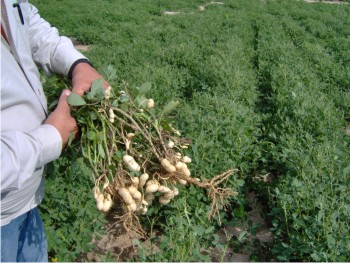 La variedad Tlaxmalac produce vainas de 4.5 centímetros